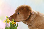 young Nova Scotia Duck Tolling Retriever