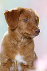 young Nova Scotia Duck Tolling Retriever