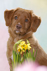 young Nova Scotia Duck Tolling Retriever