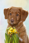 young Nova Scotia Duck Tolling Retriever