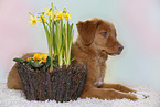 young Nova Scotia Duck Tolling Retriever