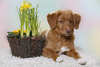 young Nova Scotia Duck Tolling Retriever