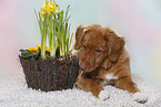 young Nova Scotia Duck Tolling Retriever