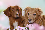 Nova Scotia Duck Tolling Retriever