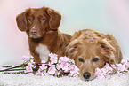 Nova Scotia Duck Tolling Retriever