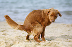 pooping Nova Scotia Duck Tolling Retriever