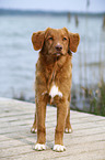 young Nova Scotia Duck Tolling Retriever