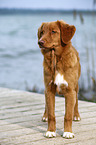 young Nova Scotia Duck Tolling Retriever