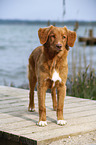 young Nova Scotia Duck Tolling Retriever