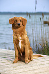 sitting Nova Scotia Duck Tolling Retriever