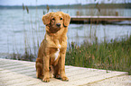 sitting Nova Scotia Duck Tolling Retriever