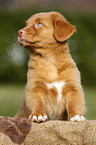 Nova Scotia Duck Tolling Retriever Puppy