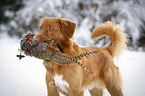 Nova Scotia Duck Tolling Retriever with dummy