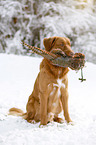 Nova Scotia Duck Tolling Retriever with dummy