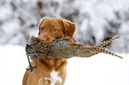 Nova Scotia Duck Tolling Retriever with dummy