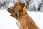 Nova Scotia Duck Tolling Retriever with dummy