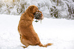 Nova Scotia Duck Tolling Retriever with dummy