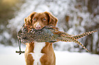 Nova Scotia Duck Tolling Retriever with dummy