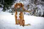 Nova Scotia Duck Tolling Retriever with dummy