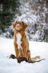 Nova Scotia Duck Tolling Retriever with dummy