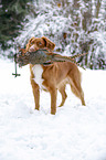 Nova Scotia Duck Tolling Retriever with dummy