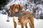 Nova Scotia Duck Tolling Retriever with dummy