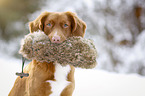 Nova Scotia Duck Tolling Retriever with dummy