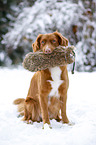 Nova Scotia Duck Tolling Retriever with dummy