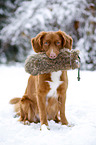 Nova Scotia Duck Tolling Retriever with dummy