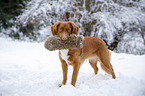 Nova Scotia Duck Tolling Retriever with dummy