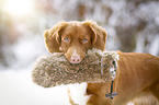 Nova Scotia Duck Tolling Retriever with dummy