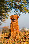 sitting Nova Scotia Duck Tolling Retriever