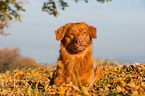 lying Nova Scotia Duck Tolling Retriever