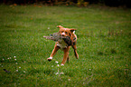 running Nova Scotia Duck Tolling Retriever