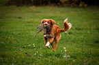 running Nova Scotia Duck Tolling Retriever