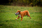 running Nova Scotia Duck Tolling Retriever