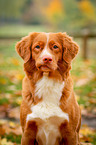 Nova Scotia Duck Tolling Retriever Portrait