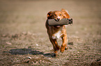 running Nova Scotia Duck Tolling Retriever