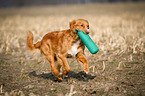 running Nova Scotia Duck Tolling Retriever