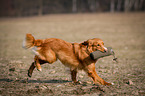 running Nova Scotia Duck Tolling Retriever