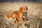 running Nova Scotia Duck Tolling Retriever