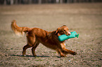 running Nova Scotia Duck Tolling Retriever