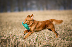 running Nova Scotia Duck Tolling Retriever