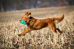 running Nova Scotia Duck Tolling Retriever