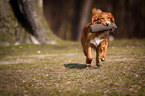 running Nova Scotia Duck Tolling Retriever