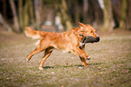 running Nova Scotia Duck Tolling Retriever