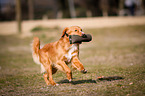 running Nova Scotia Duck Tolling Retriever