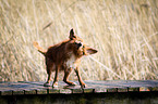 Nova Scotia Duck Tolling Retriever