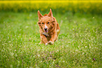 running Nova Scotia Duck Tolling Retriever