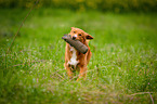 running Nova Scotia Duck Tolling Retriever